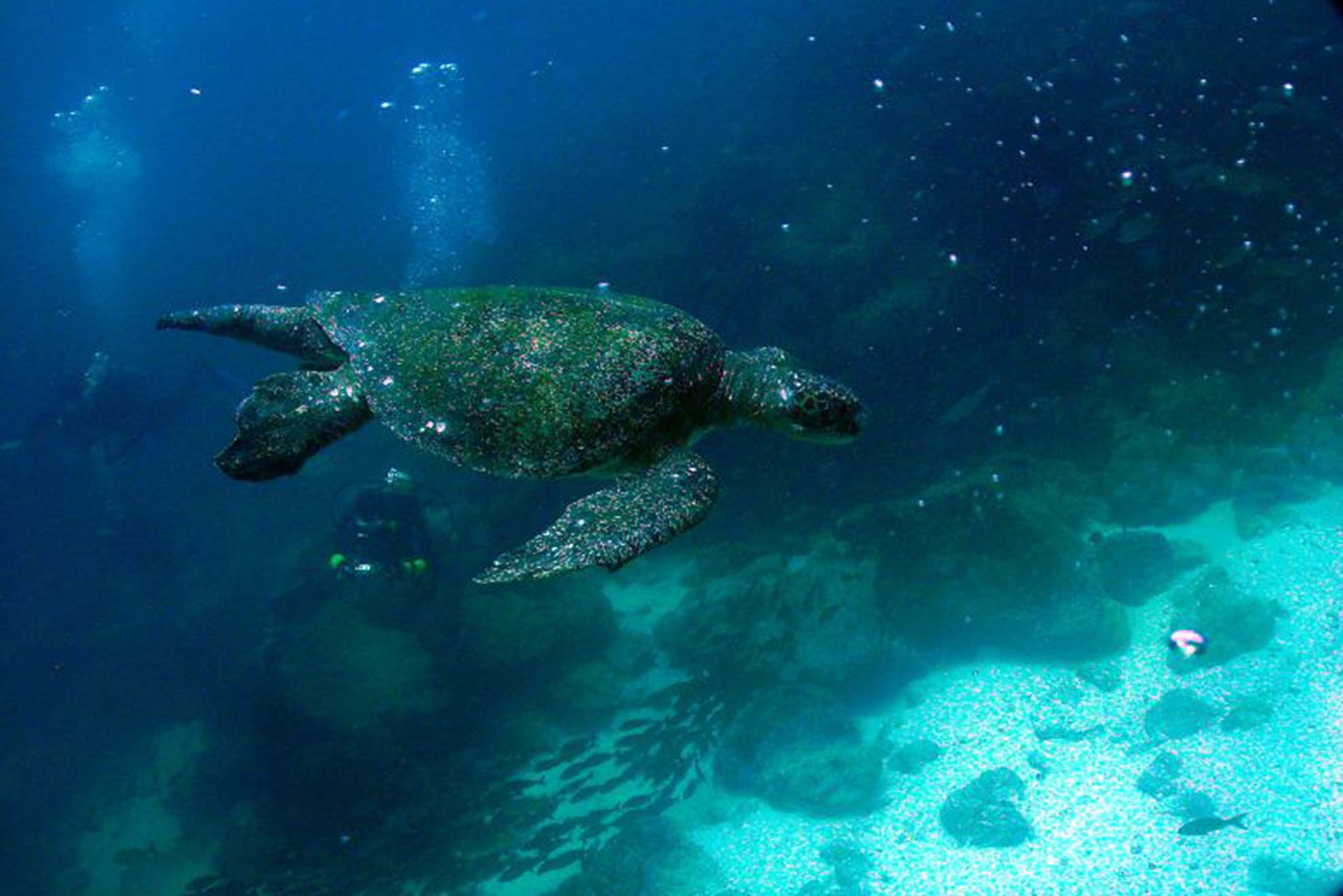 BEGINNER DIVE TOUR 5